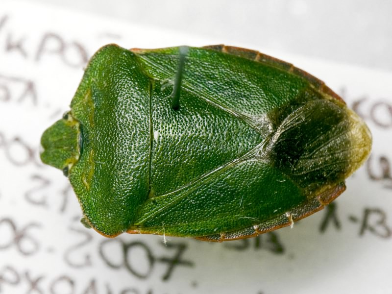 Palomena prasina (Linnaeus, 1761)